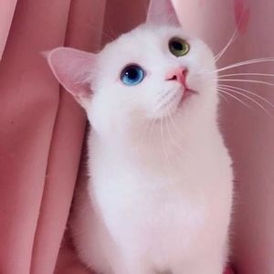 Meet your Posher, Shawna